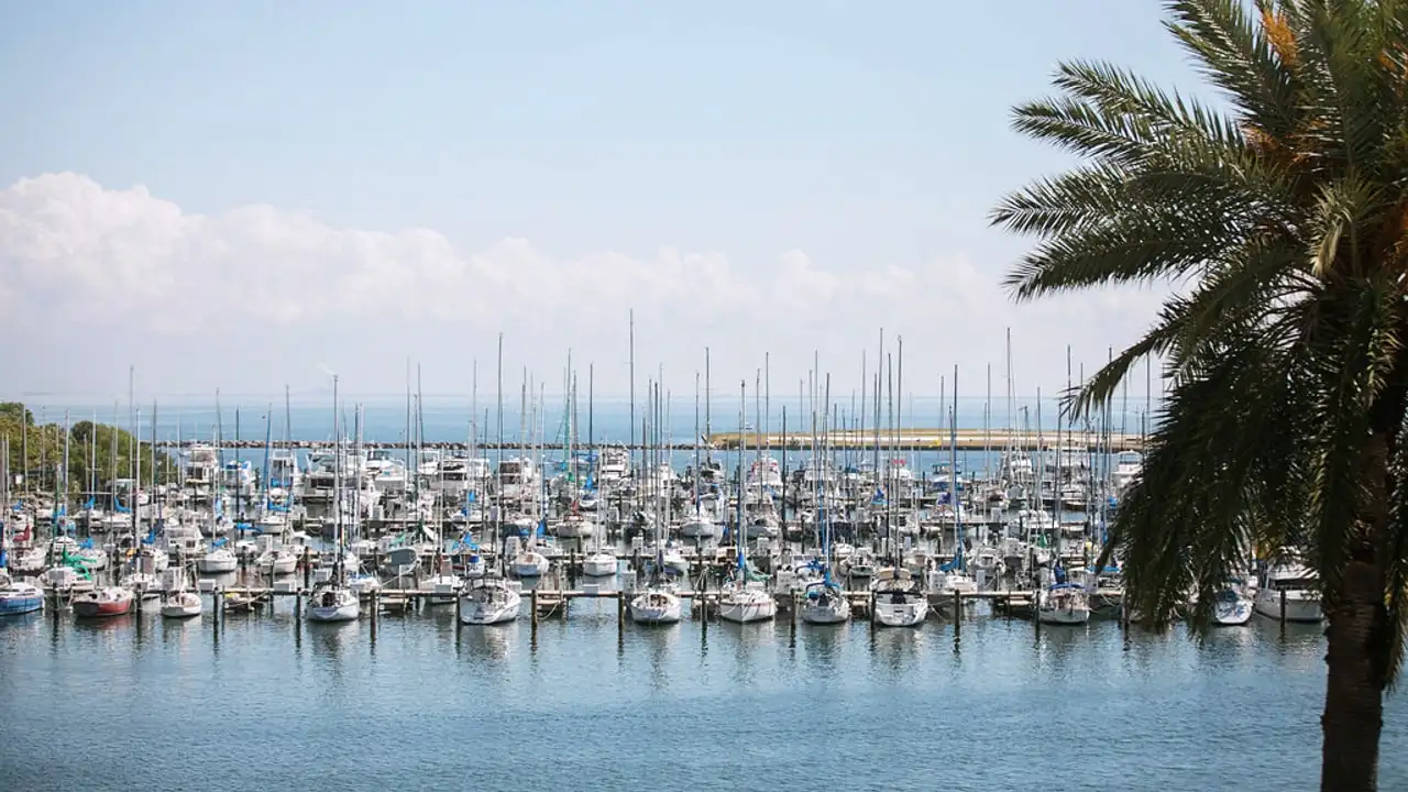 Waterfront homes with palm trees along a residential street in St. Petersburg, Florida